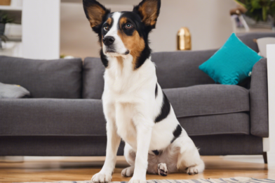 Why Does My Dog Do That? 7 Odd Behaviors Explained